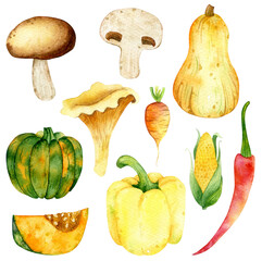 Set of pumpkin, pepper, mushrooms. Autumn harvest. Vegetables watercolor