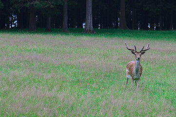 close up of European Fallow deer (dama dama in latin)