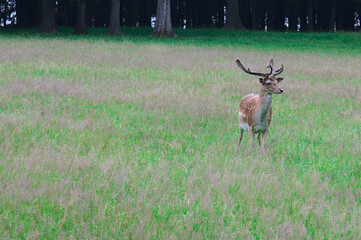 close up of European Fallow deer (dama dama in latin)