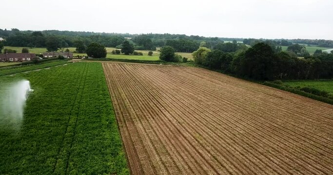 Aerial shot of a potato field in full bloom being watered by a large irrigation system. Half the field has been beheaded ready for harvest