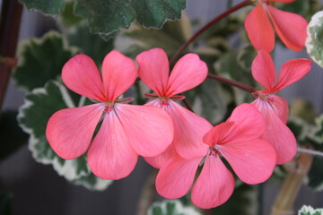 Obraz na płótnie Canvas Pelargonium inquinans, the scarlet geranium, is a species of plant in the genus Pelargonium (family Geraniaceae), that is indigenous to the south-western Cape of South Africa.