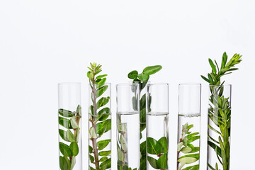 Test tubes with herbs for organic natural cosmetics. Alternative medicine or natural skin care...