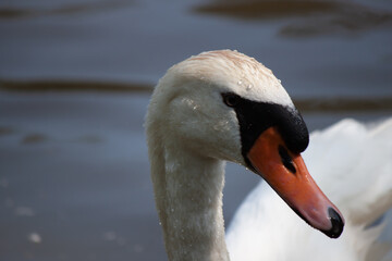 Closeup of a beautiful white swan in the lake.