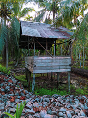 coconut plantation atmosphere in the village