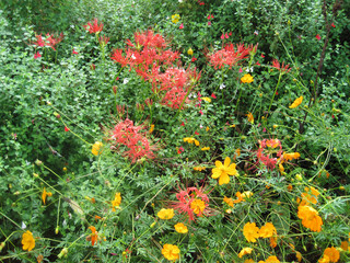 Hot lip(Cherry Sage) , Cosmos and Red cluster-amaryllis flowers.