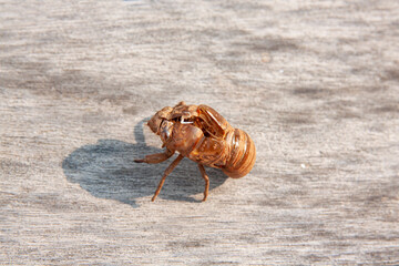 Cicadas larvae that the cicadas took off.