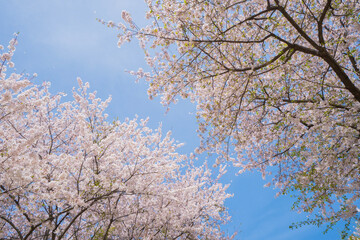 blooming tree