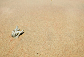 shell on the beach