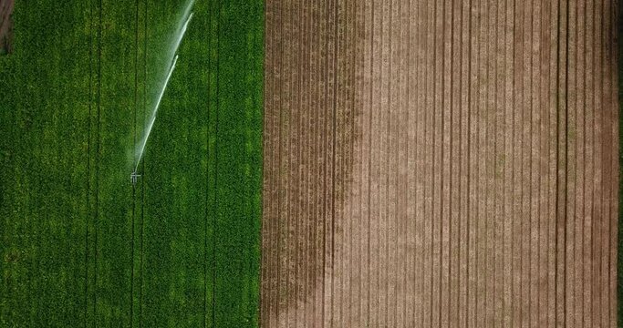 Aerial shot of a potato field in full bloom being watered by a large irrigation system. Half the field has been beheaded ready for harvest