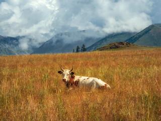 A red spotted cow lies in the tall autumn grass against the back