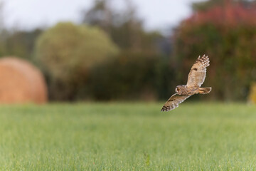 Long-eared Owl Asio otus in hunting flight