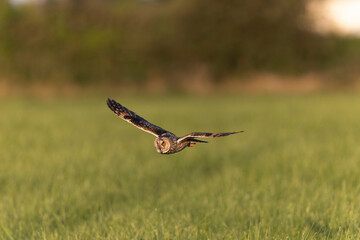 Long-eared Owl Asio otus in hunting flight