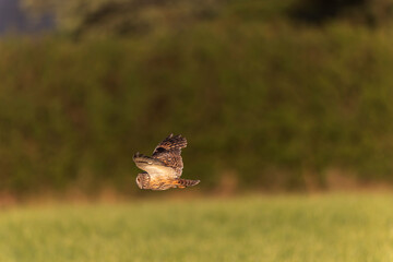 Long-eared Owl Asio otus in hunting flight
