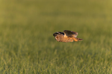 Long-eared Owl Asio otus in hunting flight