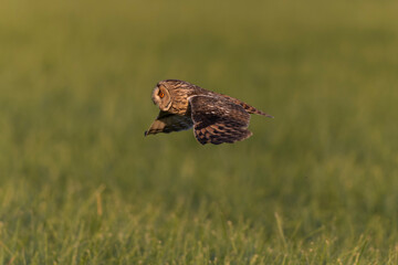 Long-eared Owl Asio otus in hunting flight