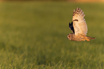 Long-eared Owl Asio otus in hunting flight