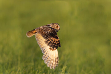 Long-eared Owl Asio otus in hunting flight
