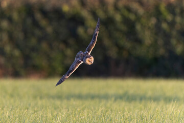 Long-eared Owl Asio otus in hunting flight