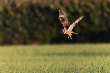 Long-eared Owl Asio otus in hunting flight