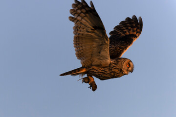 Long-eared Owl Asio otus in hunting flight