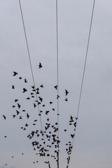 oiseaux qui s'envolent de fils électriques © Sophie Animes