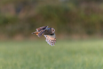 Long-eared Owl Asio otus in hunting flight