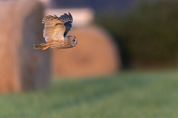 Long-eared Owl Asio otus in hunting flight