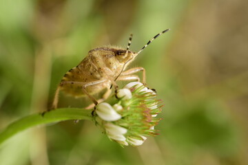 Dolycoris