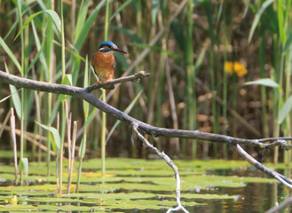A Common Kingfisher (alcedo atthis) in the Reed - Heilbronn, Germany