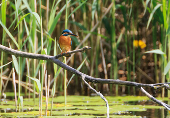 A Common Kingfisher (alcedo atthis) in the Reed - Heilbronn, Germany