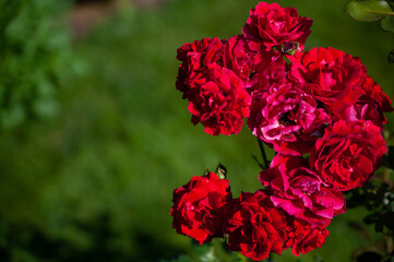 Obraz premium Close Up of Red Rose Flower Blooming in The Gardening Outdoors, Beauty in Nature. Natural green background for copy space.