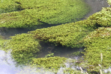 green moss on the stone