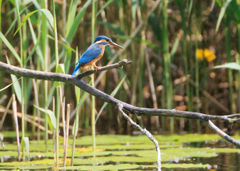 A Common Kingfisher (alcedo atthis) in the Reed - Heilbronn, Germany