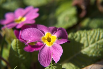 close up of purple flower
