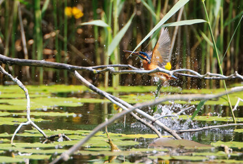 A Common Kingfisher (alcedo atthis) in the Reed - Heilbronn, Germany