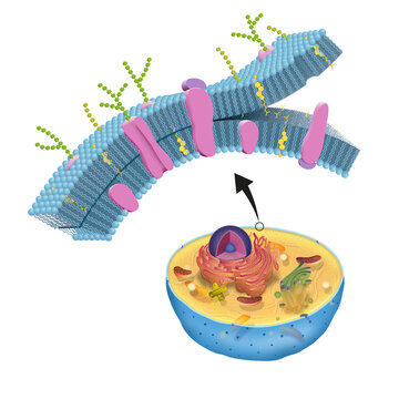 The cell membrane, also called the plasma membrane, is found in all cells and separates the interior of the cell from the outside environment
