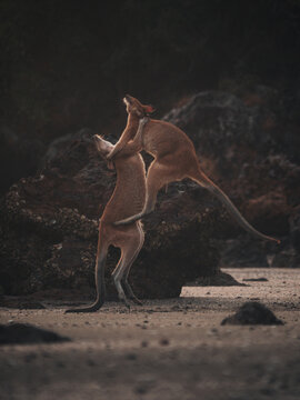 Fighting kangaroos on beach in Australia