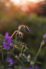 fleur violette au coucher de Soleil