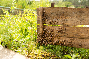 Fototapeta premium A group of snails. Snail farm