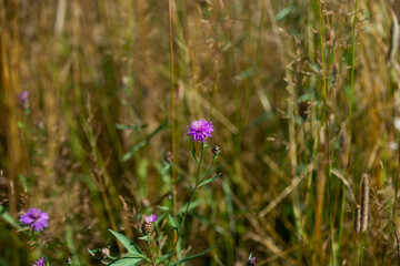 Red clover flowers field