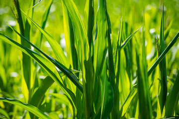 summer meadow grass and weed texture. abstract green foliage blur background with shallow depth of field