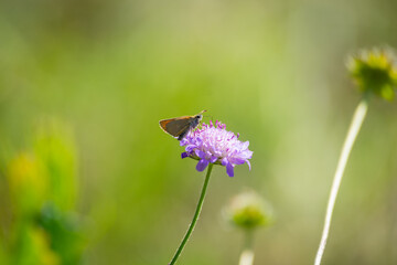 Closeup with Butterfly on a pink clover flower on a blurred summer background. High quality photo