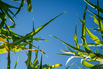 View from the top of green corn leaves under a blue sky and bright sun.
