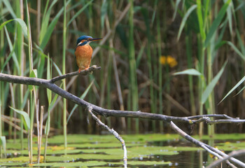 A Common Kingfisher (alcedo atthis) in the Reed - Heilbronn, Germany