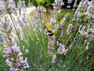 A bee perched on flowers