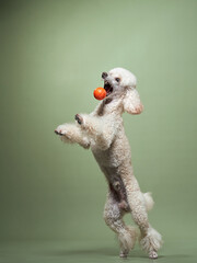 Funny active dog jumping with ball. happy small poodle on green background