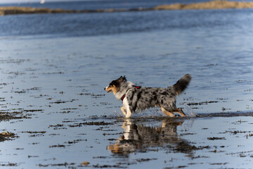 Australian Border Collie running in the sea or in portrait