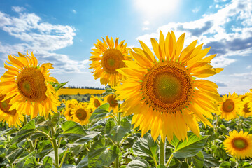 Fototapeta premium blooming sunflower in the field against the blue sky