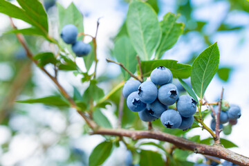Bush of blueberries ready for harvesting