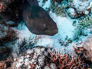 Moray eel hunts in the Red Sea of Egypt